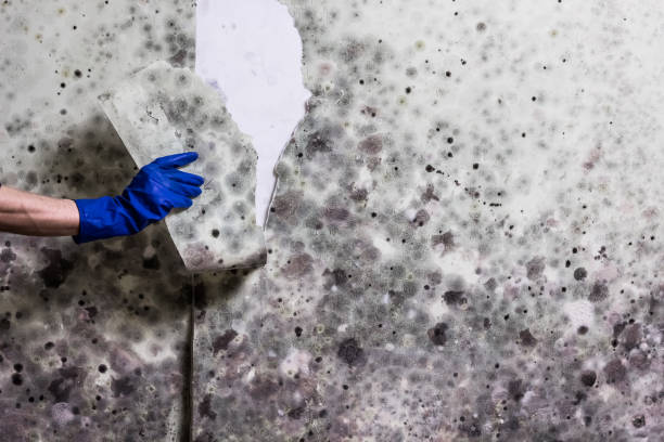 Best Black Mold Remediation in Fountain Green, UT