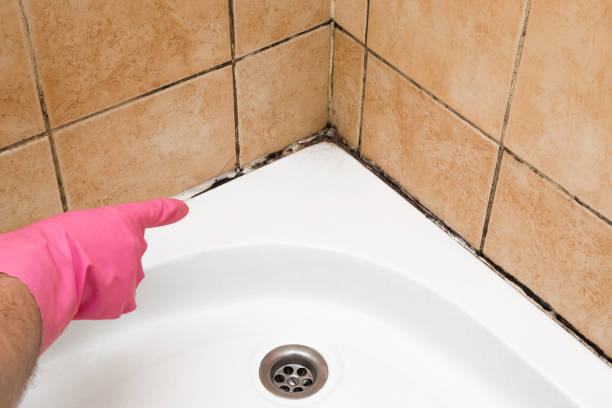 Best HVAC Mold Remediation in Fountain Green, UT